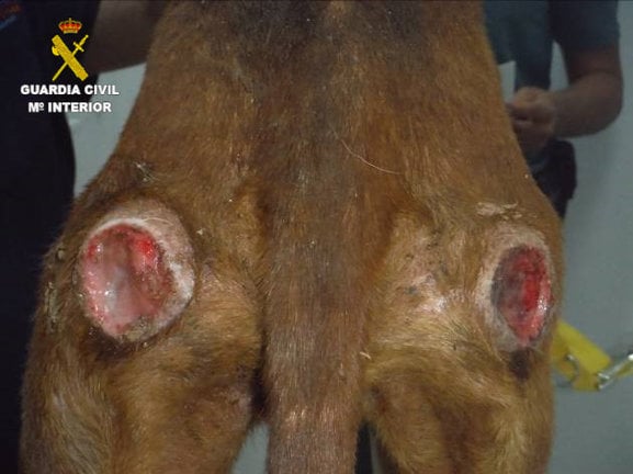 Hallados en una finca de Puerto del Rosario varios animales en deplorables condiciones de salud