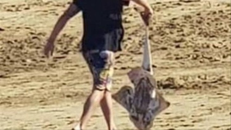 El Seprona investiga a dos personas acusadas de pescar un angelote en Antigua