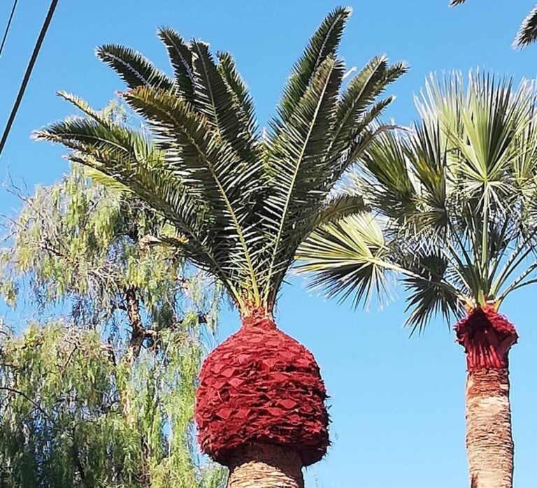Preocupante situación de las palmeras canarias ante la recurrencia de podas extremas