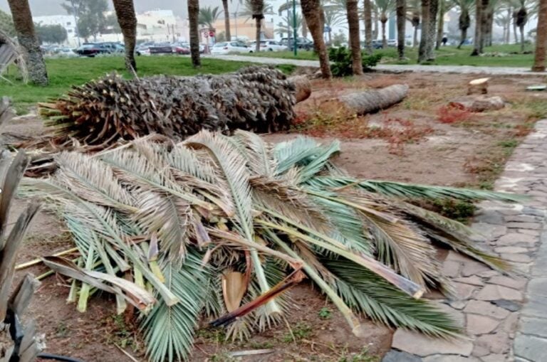 Pilar Rodríguez denuncia la tala masiva de palmeras en el Parque Félix López
