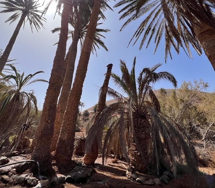 Fuerteventura estudia el impacto de la plaga ‘Diocalandra frumenti’ en la palmera canaria