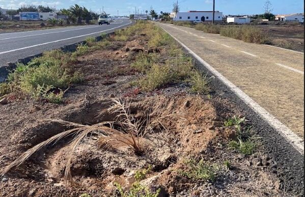 CC. «Más palmeras en La Oliva que no se podrán regar ni mantener»