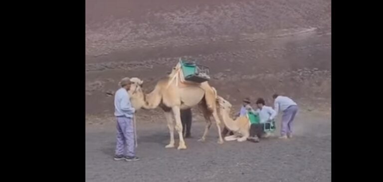 Una ONG internacional pide que se ponga fin a los paseos en camello en Lanzarote
