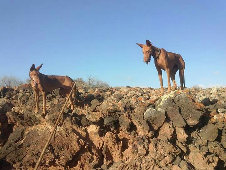 El Cabildo publica la orden de veda para la temporada de caza menor