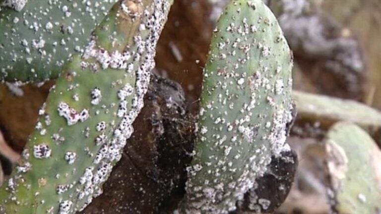 La cochinilla mexicana es declarada plaga en Canarias 13 años después de detectarse