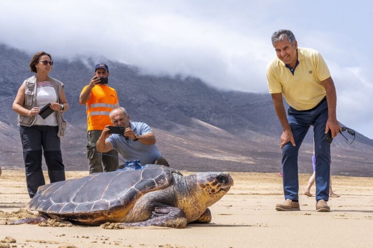La tortuga ‘Chofe’ vuelve a su hábitat natural en Cofete