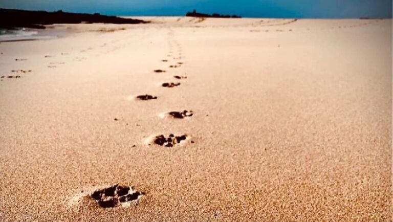 Estas son las playas de Fuerteventura para disfrutar con tu mascota