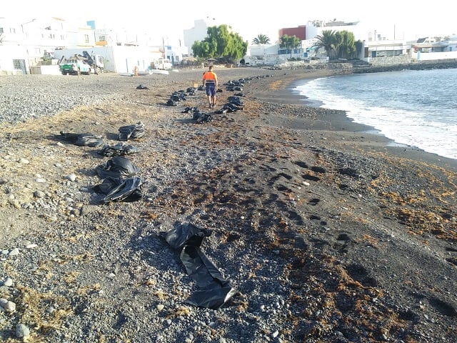 Los canarios tendrán que «aprender a convivir» con las microalgas, cada vez más habituales