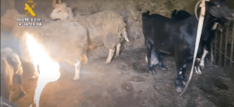 Investigan a un anciano en Canarias por tener más de 70 animales en condiciones «deplorables»