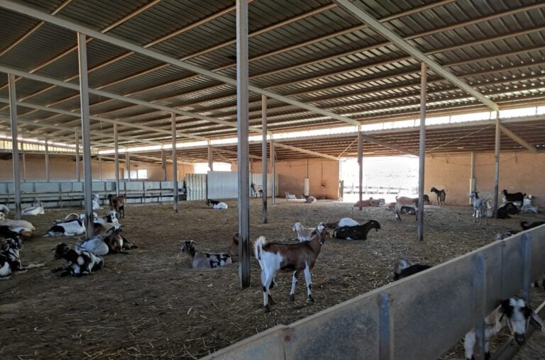 Pájara convoca una línea de ayudas para impulsar la ganadería local