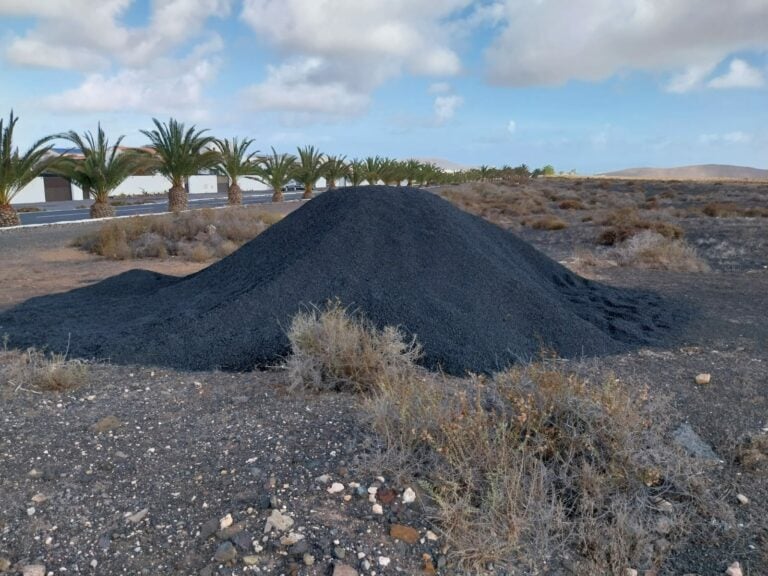 El PP de La Oliva pide la mejora del cuidado de las palmeras del municipio