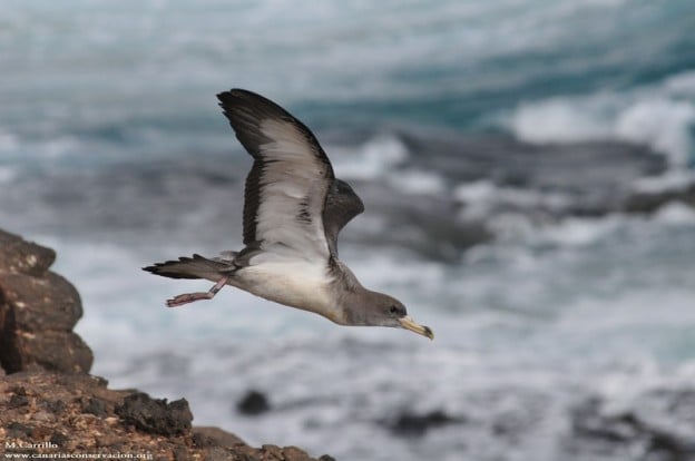 Campaña de protección de la pardela cenicienta en Fuerteventura