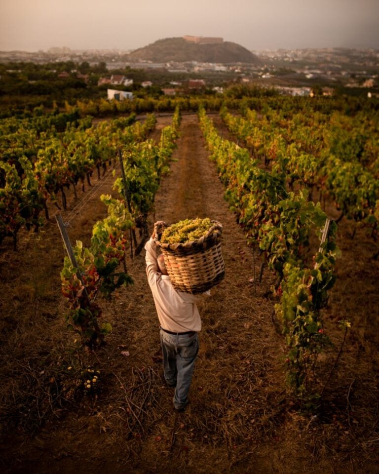 AVIBO ejecutará el proyecto “La cultura del Vino en Canarias” con una subvención del Ministerio de Cultura