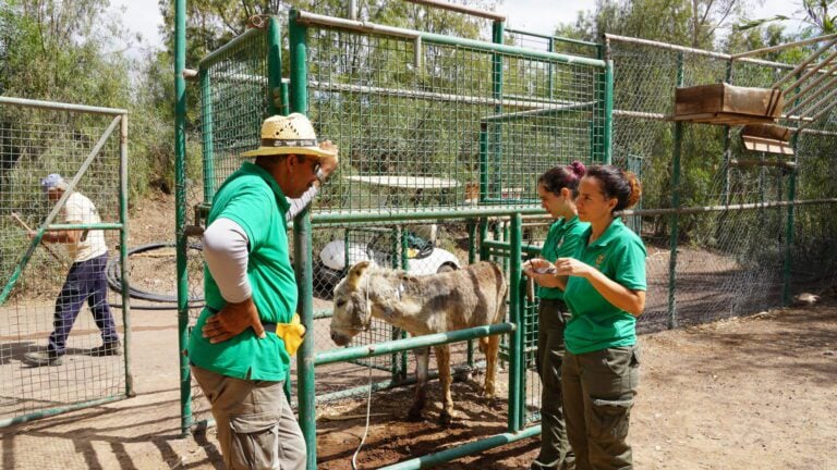 Rescatado un burro majorero en peligro de extinción en Jandía
