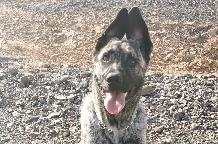 Arranca la campaña municipal de Antigua de Identificación y Vacunación Antirrábica