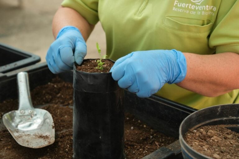 A restauración los ecosistemas terrestres majoreros