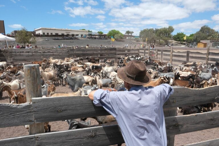 El PP propone declarar las apañadas de ganado de Fuerteventura como Bien de Interés Cultural Inmaterial
