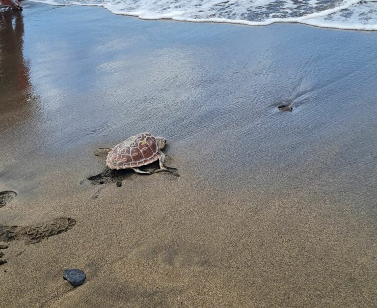 Un ejemplar de Caretta Caretta vuelve al mar en el Día de las Tortugas Marinas