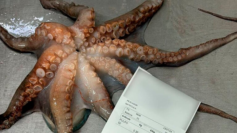 Pillado a un furtivo con 27 kg de pulpos en el Islote de Lobos