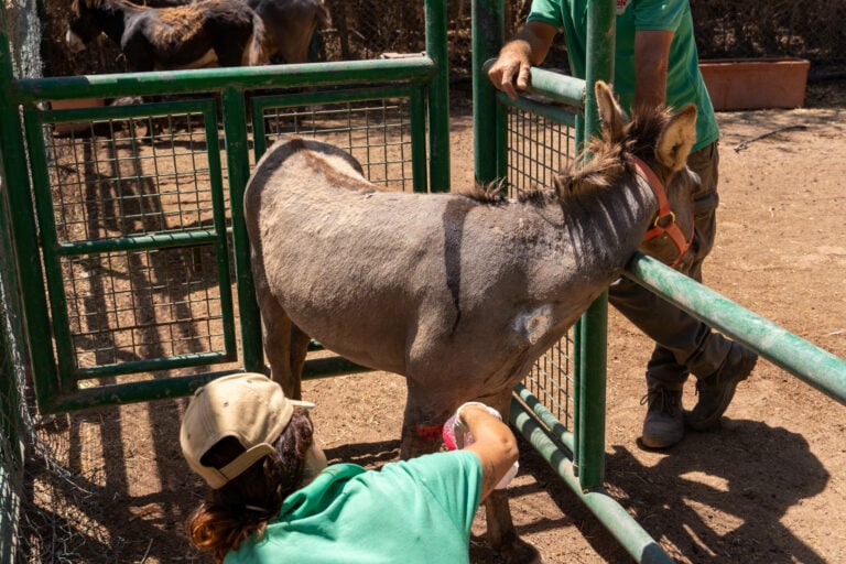 Exitoso rescate de burros majoreros en Jandía por Oasis Wildlife