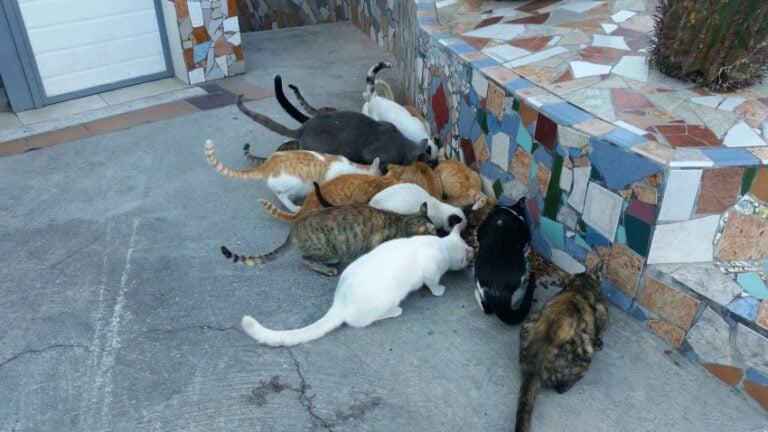 La convivencia felina en el vecindario: gatos con dueño en casas ajenas y colonias felinas vecinales