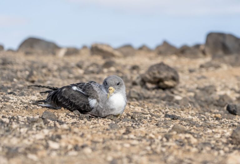 El Cabildo de Fuerteventura recupera y libera 170 pardelas cenicienta gracias a campaña de protección