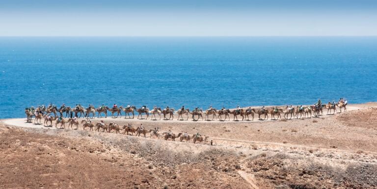 La Asociación de Criadores de Camello Canario denuncia injurias de la Fundación Franz Weber contra los paseos en camello
