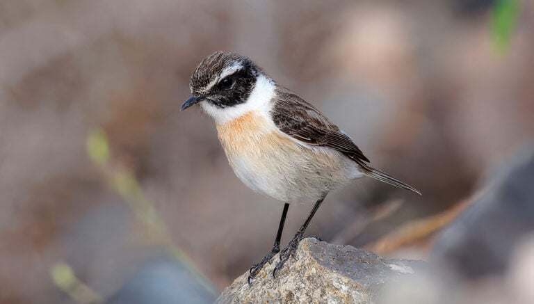 Desciende un 70 % la población de tarabilla canaria: impacto del cambio climátic