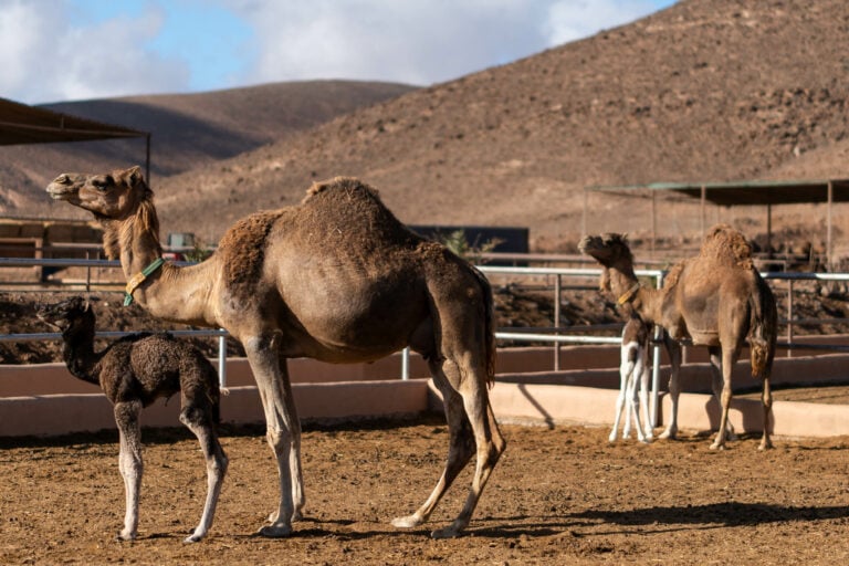 Dromemilk celebra el nacimiento de dos crías de camello canario, una esperanza para la conservación de la especie