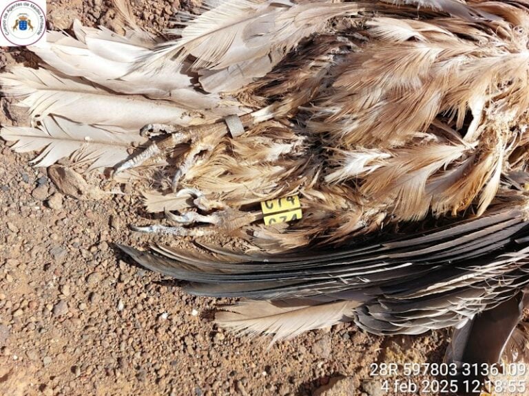 Denuncian la muerte de guirres y avutardas por electrocución en la isla