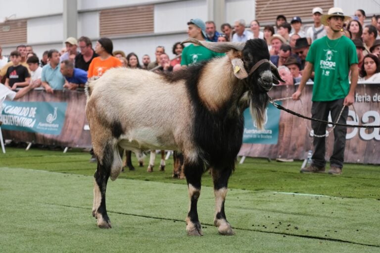 Récord de participación y pujanza en la subasta de sementales de FEAGA 2025