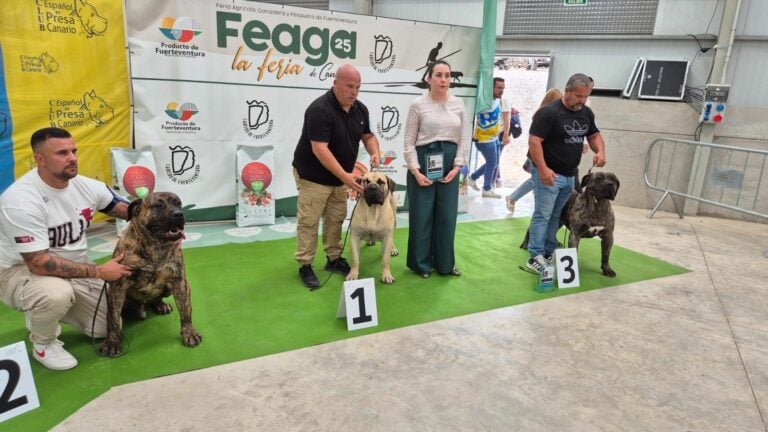 El presa canario y los podencos protagonizan una jornada memorable en FEAGA 2025