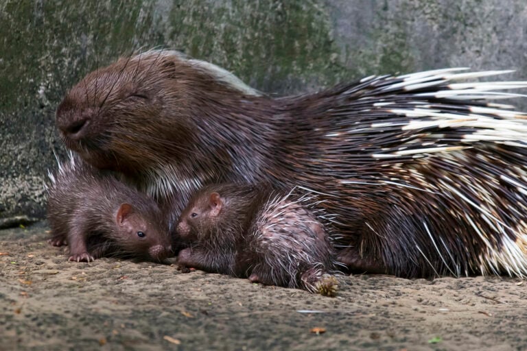 Dos gemelos de puercoespín africano nacen en Oasis Wildlife Fuerteventura