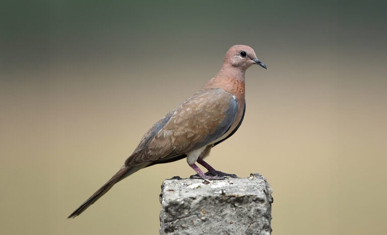 De África a España: la tórtola senegalesa conquista nuevos cielos desde Canarias
