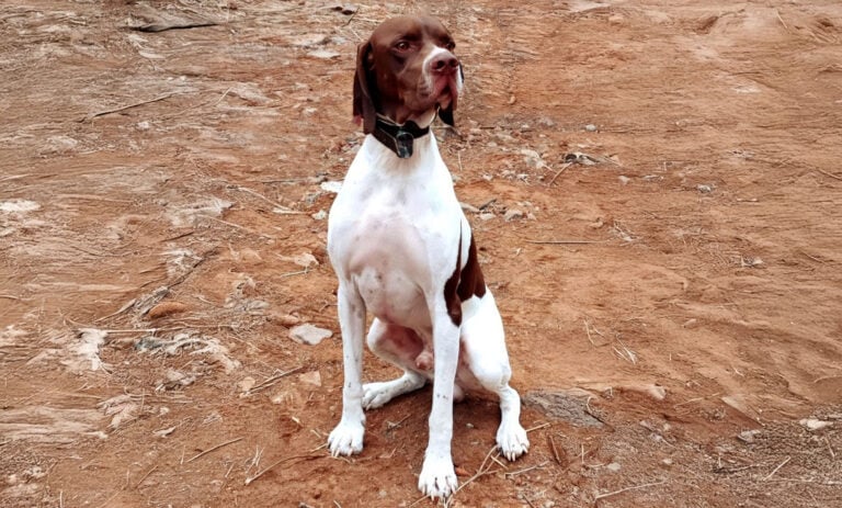 Antigua acoge este domingo la Prueba APM del Circuito Canario de Trabajo de Campo para Perros de Muestra