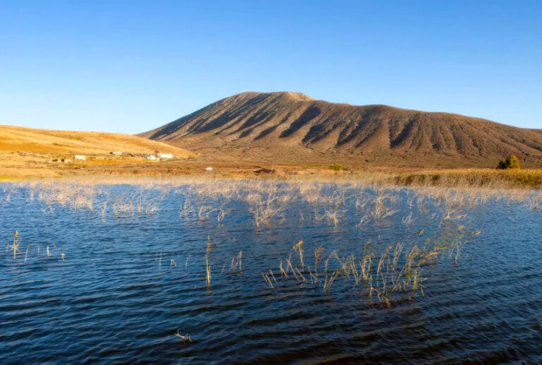 Oasis Wildlife y la ULL impulsan la depuración natural de agua como modelo europeo de adaptación climática