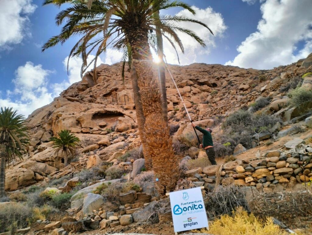 Detectada la presencia del insecto invasor Diocalandra frumenti en dos palmeras del palmeral de Ajuy