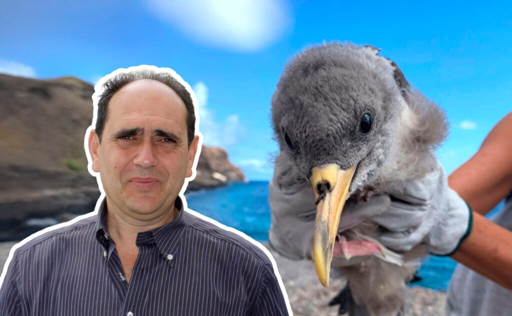 “La pardela cenicienta es el símbolo de todas las aves marinas que crían en nuestras islas”