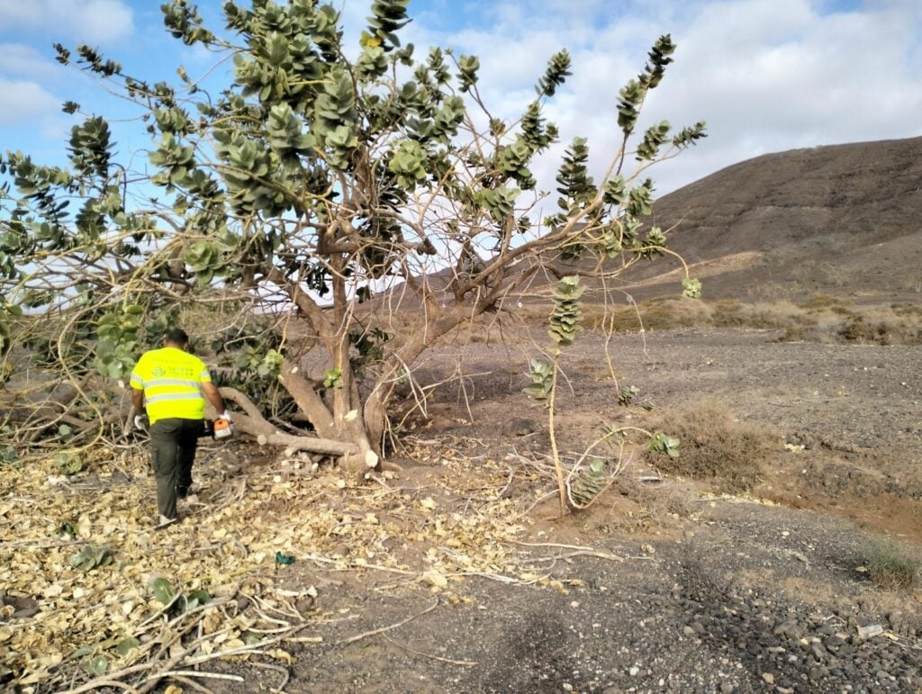 La lucha contra la Calotropis procera arranca en cinco municipios de Fuerteventura