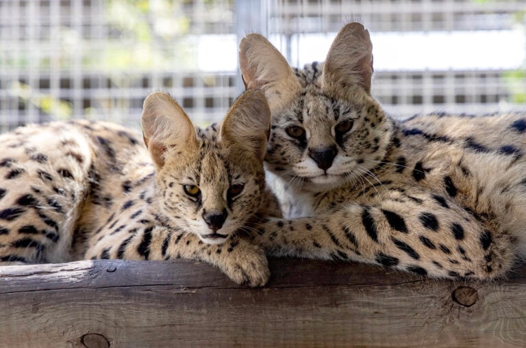 Tres servales víctimas del tráfico ilegal encuentran refugio en Oasis Wildlife Fuerteventura
