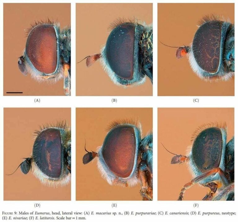 Identificada una nueva especie endémica en Canarias: la mosca de las flores Eumerus macarius