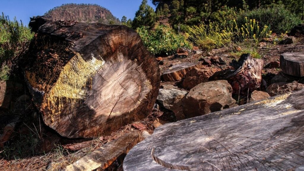 Canarias aprueba su primera Ley de Protección del Arbolado Urbano