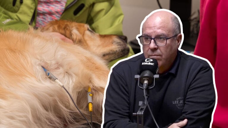 “No es falta de voluntad, es un problema estructural”: un veterinario explica por qué Fuerteventura no tiene urgencias veterinarias 24 horas