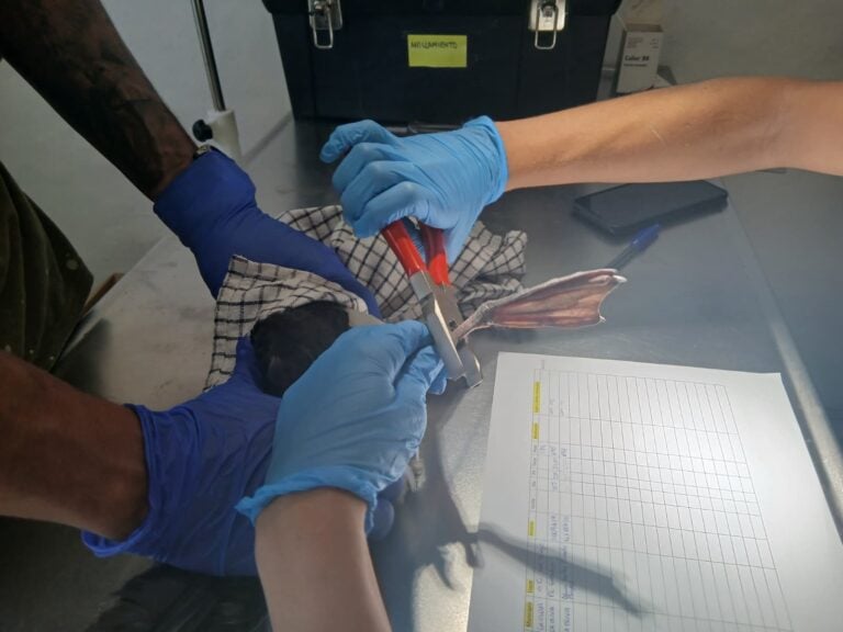 El Cabildo de Fuerteventura realizó una media de dos rescates o retiradas de animales silvestres al día en 2025