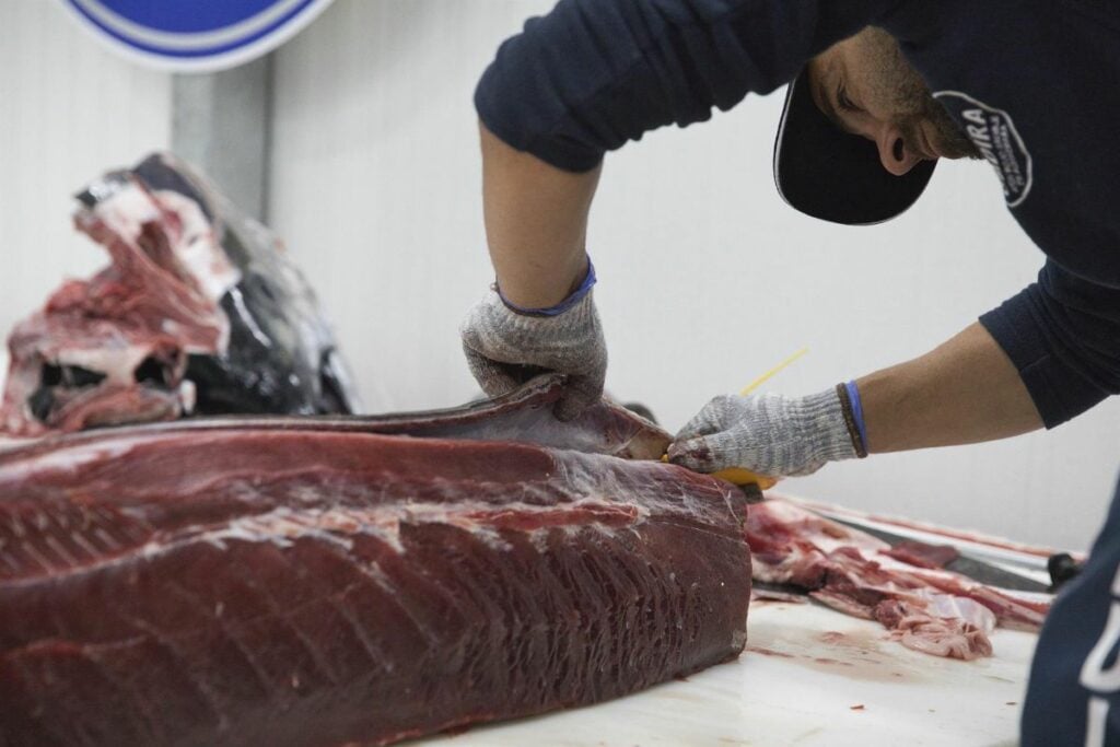 Grupos políticos del Parlamento de Canarias defienden pesca artesanal del atún rojo con caña