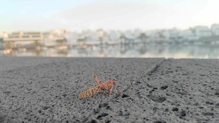Canarias en alerta por la llegada de langostas del desierto desde África