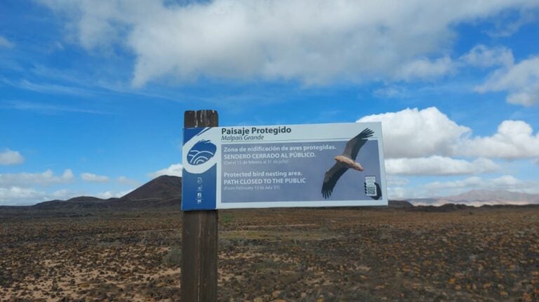 Cierre temporal de senderos en Fuerteventura para proteger aves en época de cría