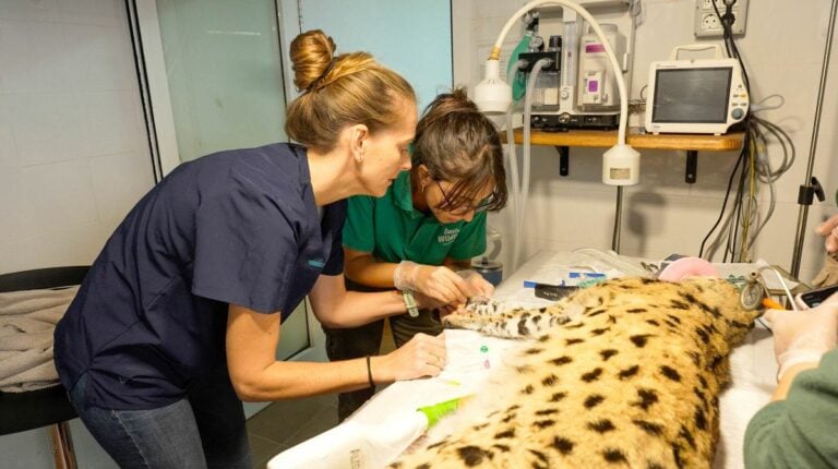 Oasis Wildlife Fuerteventura salva a una madre serval y su cría en una intervención de alta complejidad
