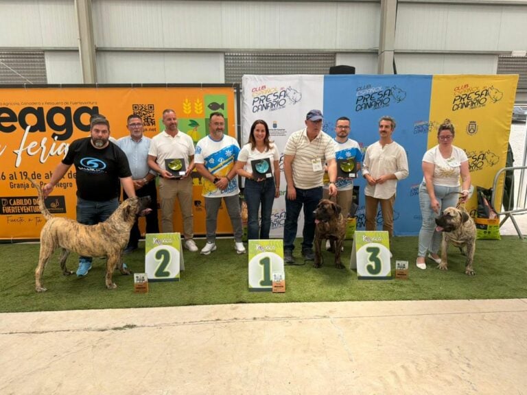 Fuerteventura acoge el V Concurso Monográfico del Presa Canario con 52 ejemplares de cuatro islas