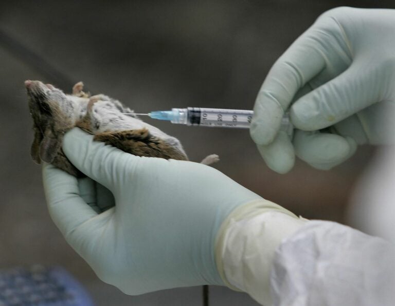 La OMS alerta de tres muertos por hantavirus en un crucero de lujo con destino a Canarias